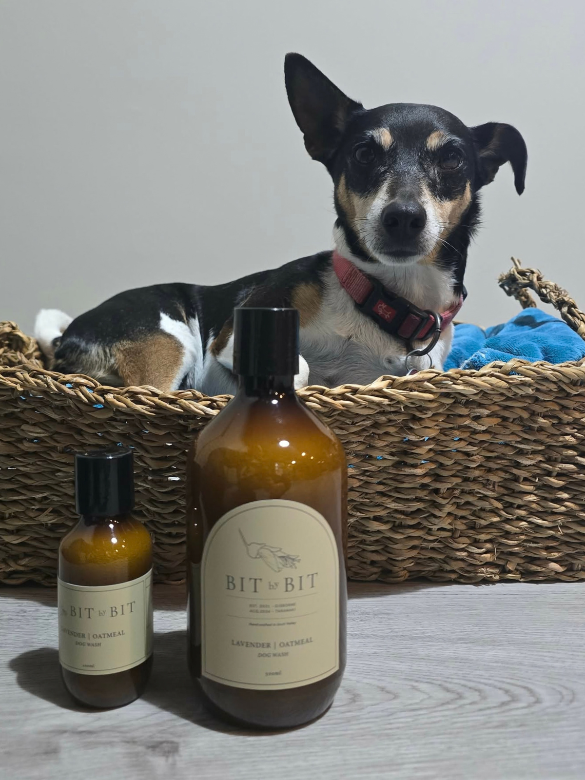 DOG WASH | Lavender + Oatmeal