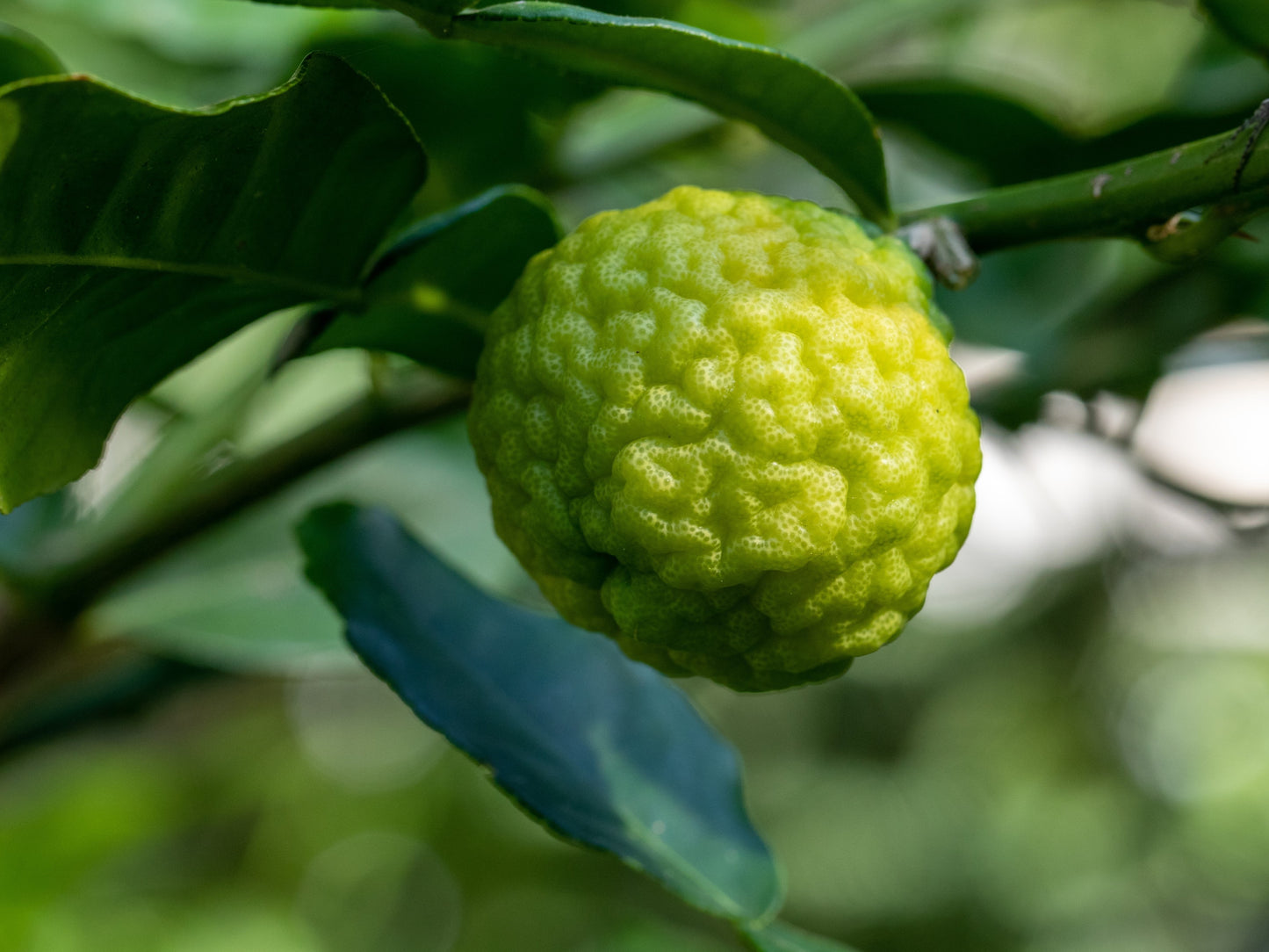 HANDWASH | Bergamot + Clary Sage