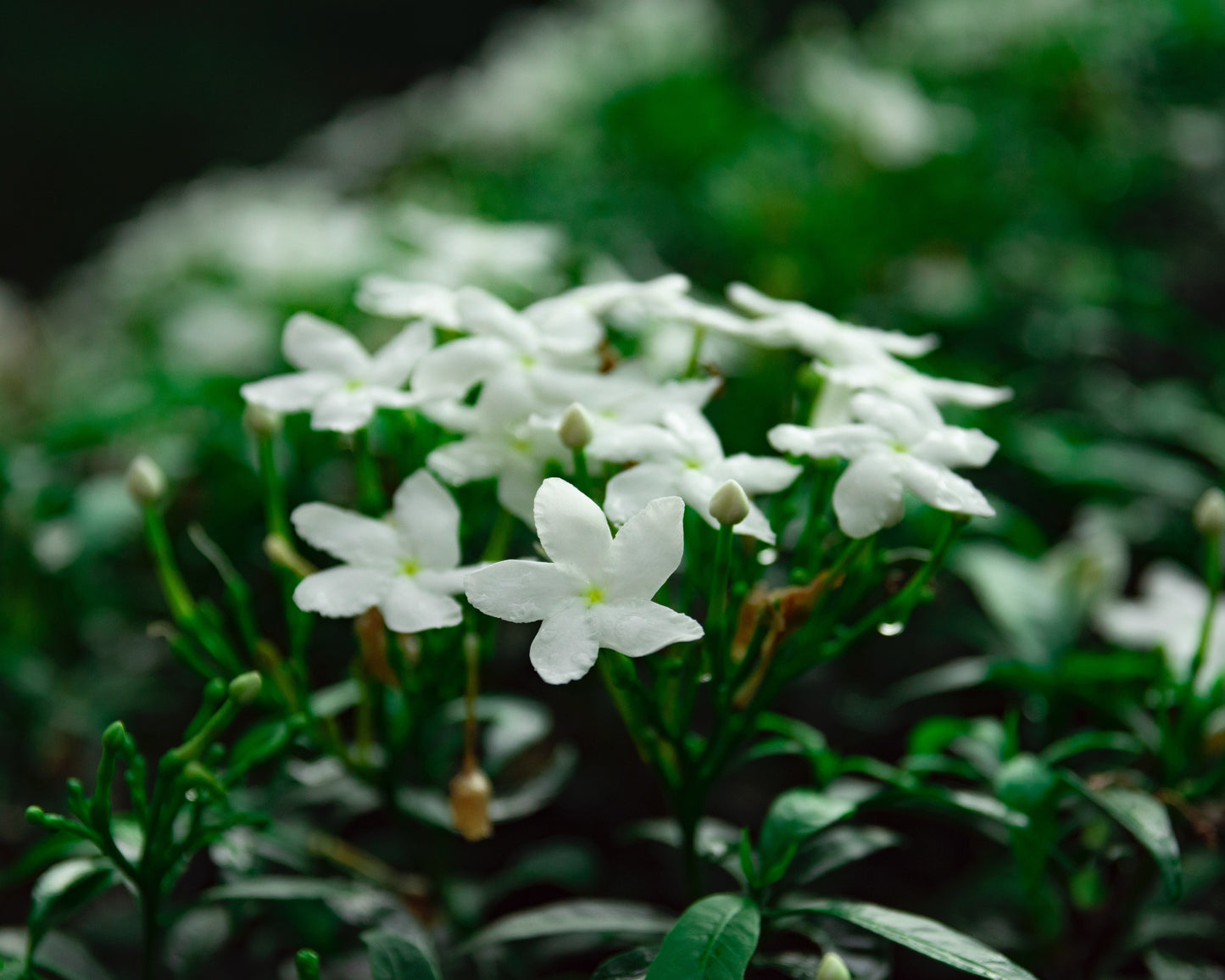 HANDWASH | Vanilla + Jasmine