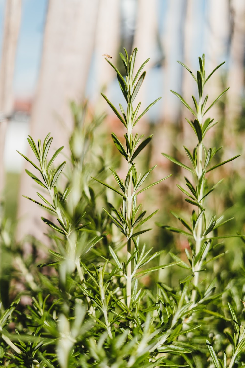 DISHWASH | Grapefruit + Rosemary