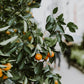 EVERYTHING + ALL | Sweet Orange + Clove