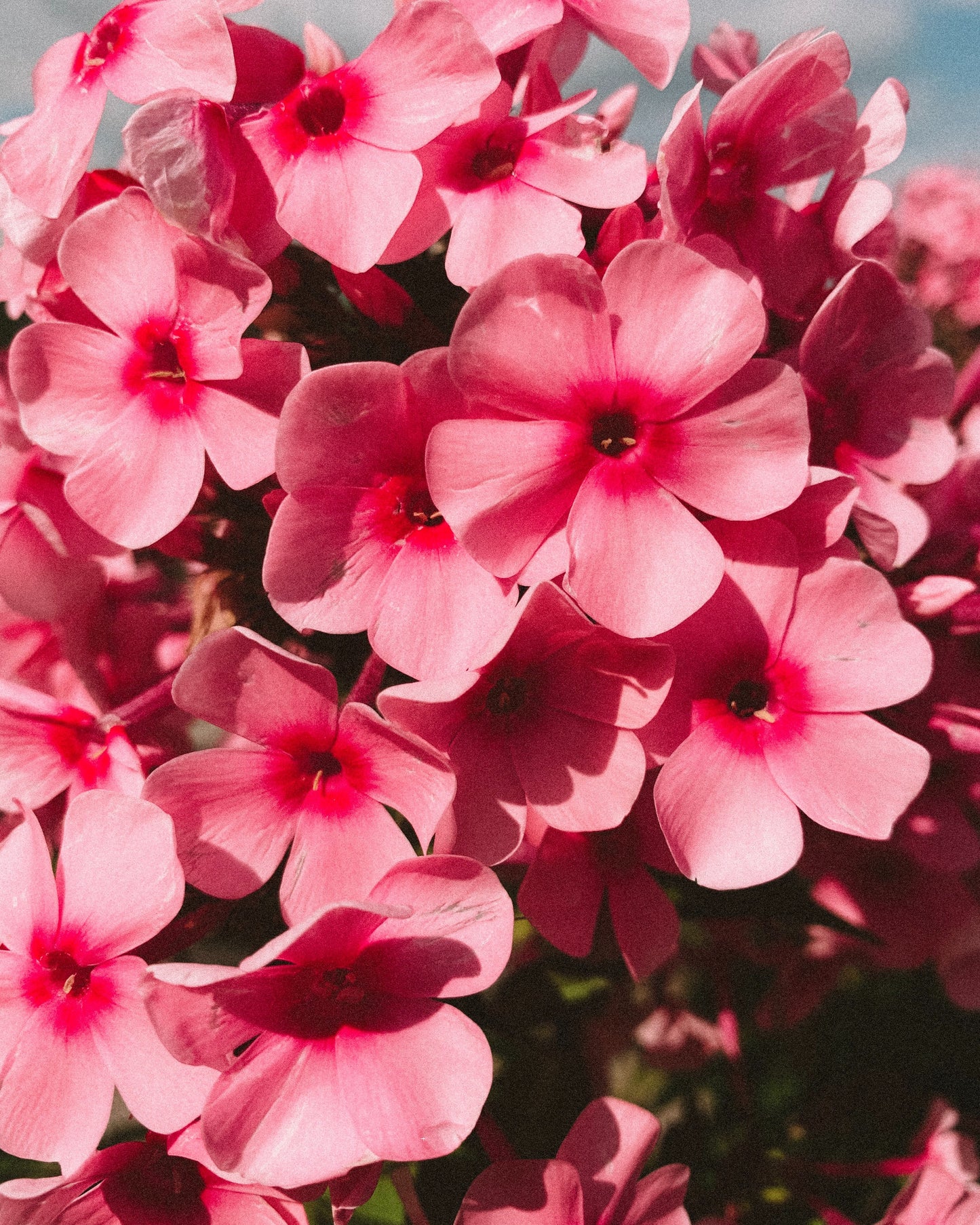 EVERYTHING + ALL | Rose Geranium + Basil